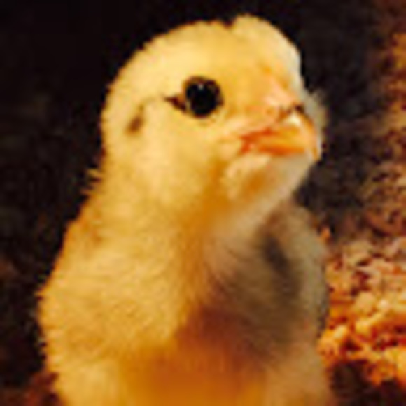 Meet your Posher, Stephanie - Picture 1 of 1